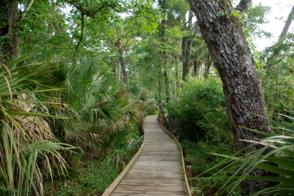 Ocala National Forest Trails