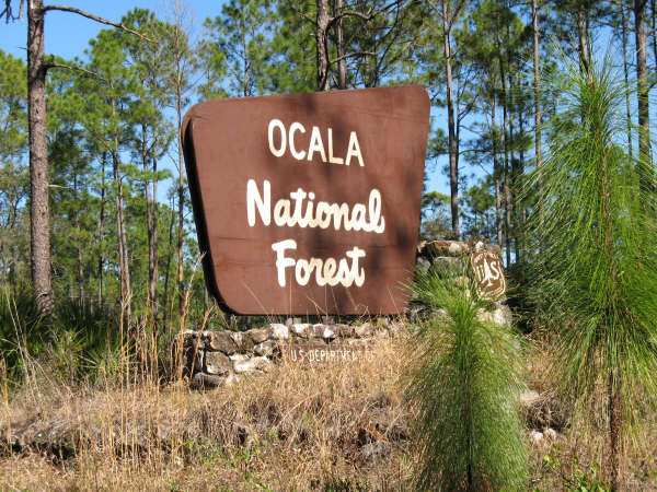 Ocala National Forest Ocala National Forest